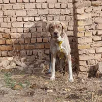 سگ ماده عراقی