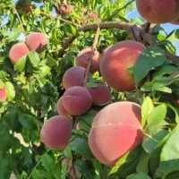 هلوی تازه وشیرین