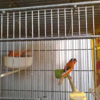 قناری رو جفت و جوجه