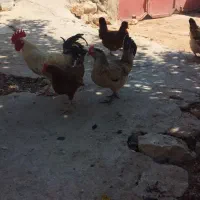 مرغ کردی