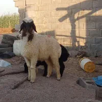 بره نر عربی