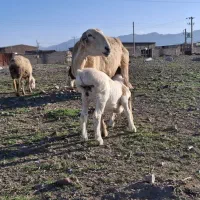 میش چینی وبززاییده