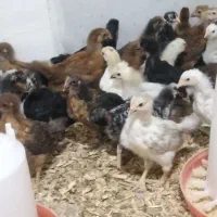 جوجه گلپایگانی یکماهه و نژاد دار