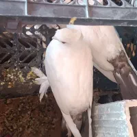 کبوتر طوقی و زینتی معاوضه با اکانت و پول