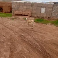 توله سگ