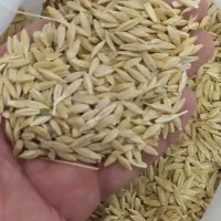 جو ایرانی درجه یک