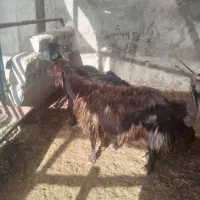 میش‌‌ بره