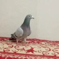 دو تا نر پلاکی