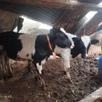گوساله|حیوانات مزرعه|چهاردانگه (تهران), |دیوار