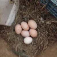 تخم نطفه دار مرندی