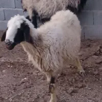 میش ابستن داشتی