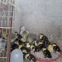 ،جوجه اسراییلی،جوجه برهما