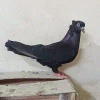 کبوتر پاکستانی بفروش میرسد خراج