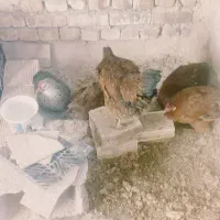 مرغ جوان تخم گذار