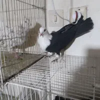 کربلایی‌سیاه‌نر‌