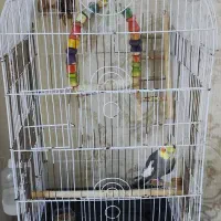 عروس هلندی سخنگو