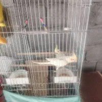 عروس هلندی باجوجه