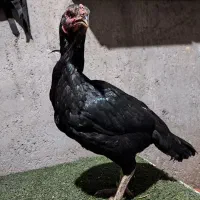 مرغ و خروس لاری با شجره و اصیل