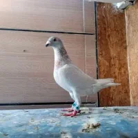 کبوتر طوقی نر و الماسی ماده