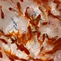 فروش عمده ماهی قرمز آگهی کامل مطالعه شود