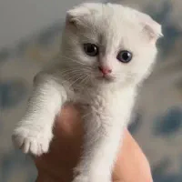 گ ر به ا سکاتیش