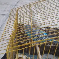 مرغ عشق
