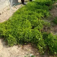 شتل گوجه|خدمات باغبانی و درختکاری|مهاباد (آذربایجان غربی), |دیوار