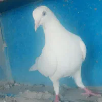 کبوتر تهرانی سفید