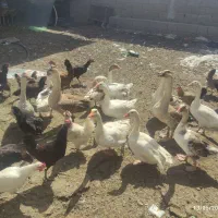 قوه قاز
