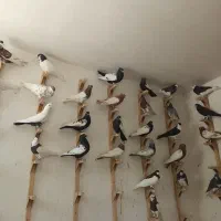 کفتر کبوتر دسته رنگی سینه ،یکت سفید،سرور،شهری،کله