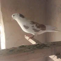 کبوتر تهرانی