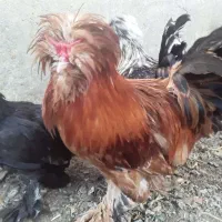 خروس سلطان بالغ