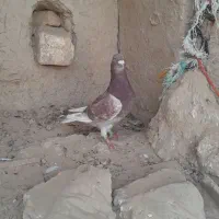 مادع چاپی نرابلع ونربورمگس
