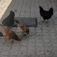 مرغ