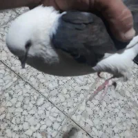 کبوتر ناب