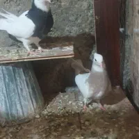 طوقی|پرنده|اصفهان, لاله|دیوار