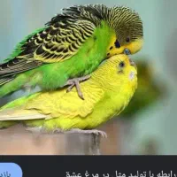 مرغ عشق نر و ماده همراه با وسایل