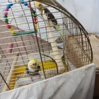 یک جفت عروس هلندی دستی