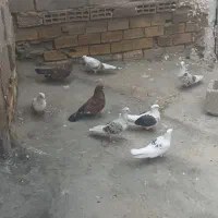 پرنده|پرنده|دورود, |دیوار