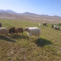 خرید و فروش دام زنده گوسفند بره شیشک