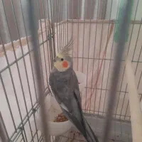 عروس هلندی ماده