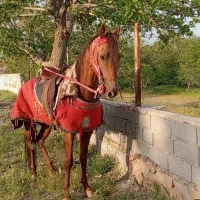 اسب یورغه