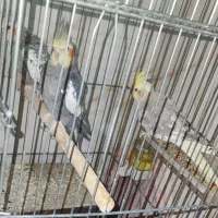عروس هلندی معاوضه با مرغ تخمگذار