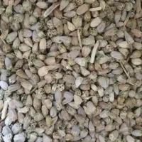 بذر کنگر (دانه کنگر)