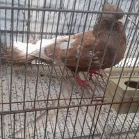 کفتر|پرنده|دورود, |دیوار
