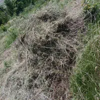 علوفه تازه شیری