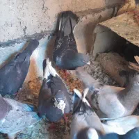 کبوتر|پرنده|شیراز, شاپورجان|دیوار