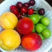 گیلاس|خوردنی و آشامیدنی|مشهد, سیسآباد|دیوار