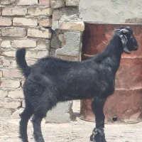 کهره نر چاق و چله خانگی