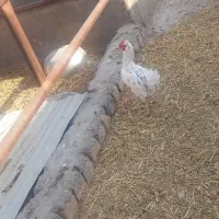خروس گلین